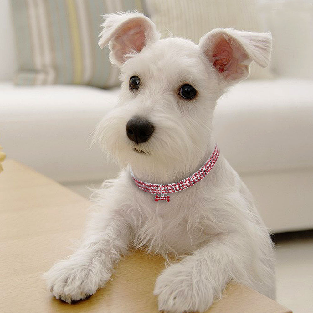 Groom Glory Bling Rhinestone Dog Collar – Crystal Puppy Collar