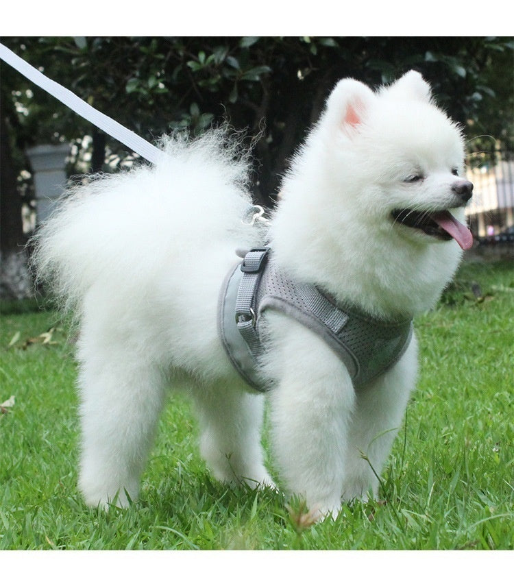 Groom Glory Reflective Dog Harness Vest with Leash – Breathable & Adjustable