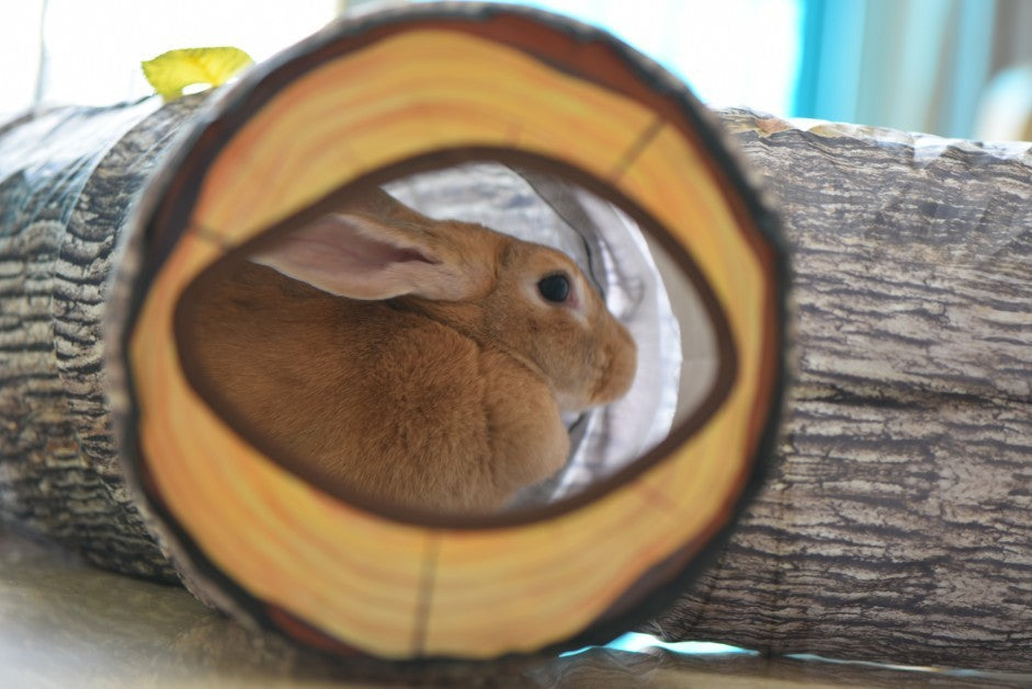 Groom Glory Tree Pattern 3-Way Tunnel Toy for Cats & Small Pets – Foldable Pet Play Tube by Zhiyi