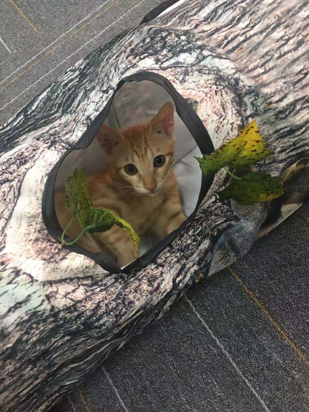 Groom Glory Tree Pattern 3-Way Tunnel Toy for Cats & Small Pets – Foldable Pet Play Tube by Zhiyi