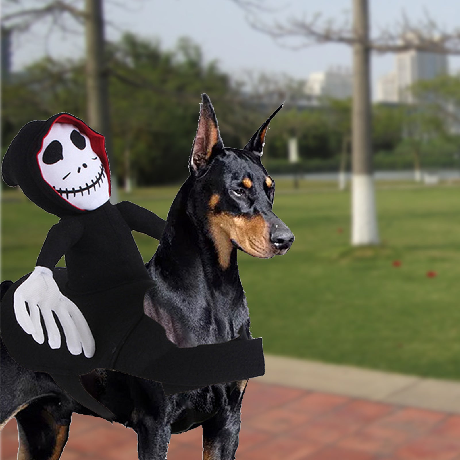 Groom Glory  Funny Halloween Pet Costume – Spider, Pumpkin, or Goblin Rider Cosplay Outfit for Dogs & Cats
