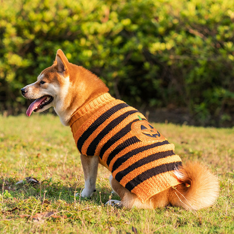 Groom Glory Halloween Dog Sweaters – Cozy Pet Costume for Small Dogs | Fall & Winter Cosplay Outfit