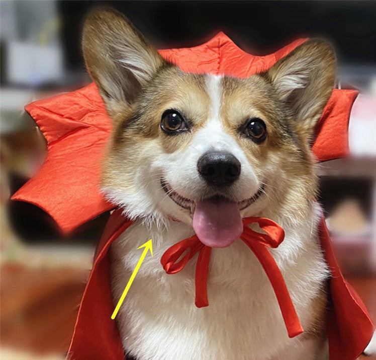 Groom Glory  Halloween Pet Costume – Vampire King Cape for Dogs & Cats