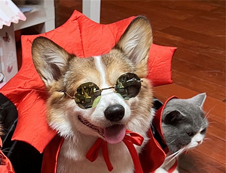 Groom Glory  Halloween Pet Costume – Vampire King Cape for Dogs & Cats